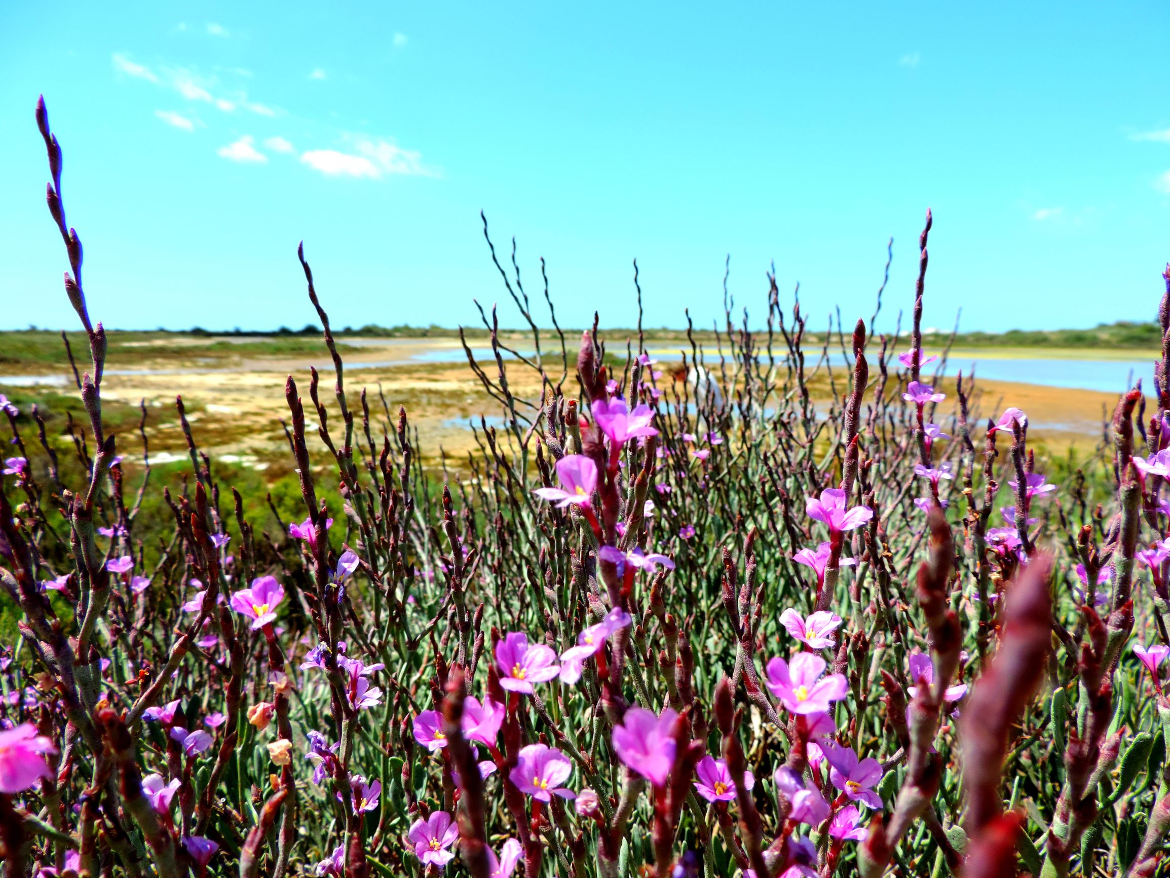 Quinta do Lago boat tours